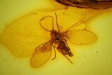 Two Fossil Moth Flies and a Male Biting Midge in Baltic Amber #170050-3